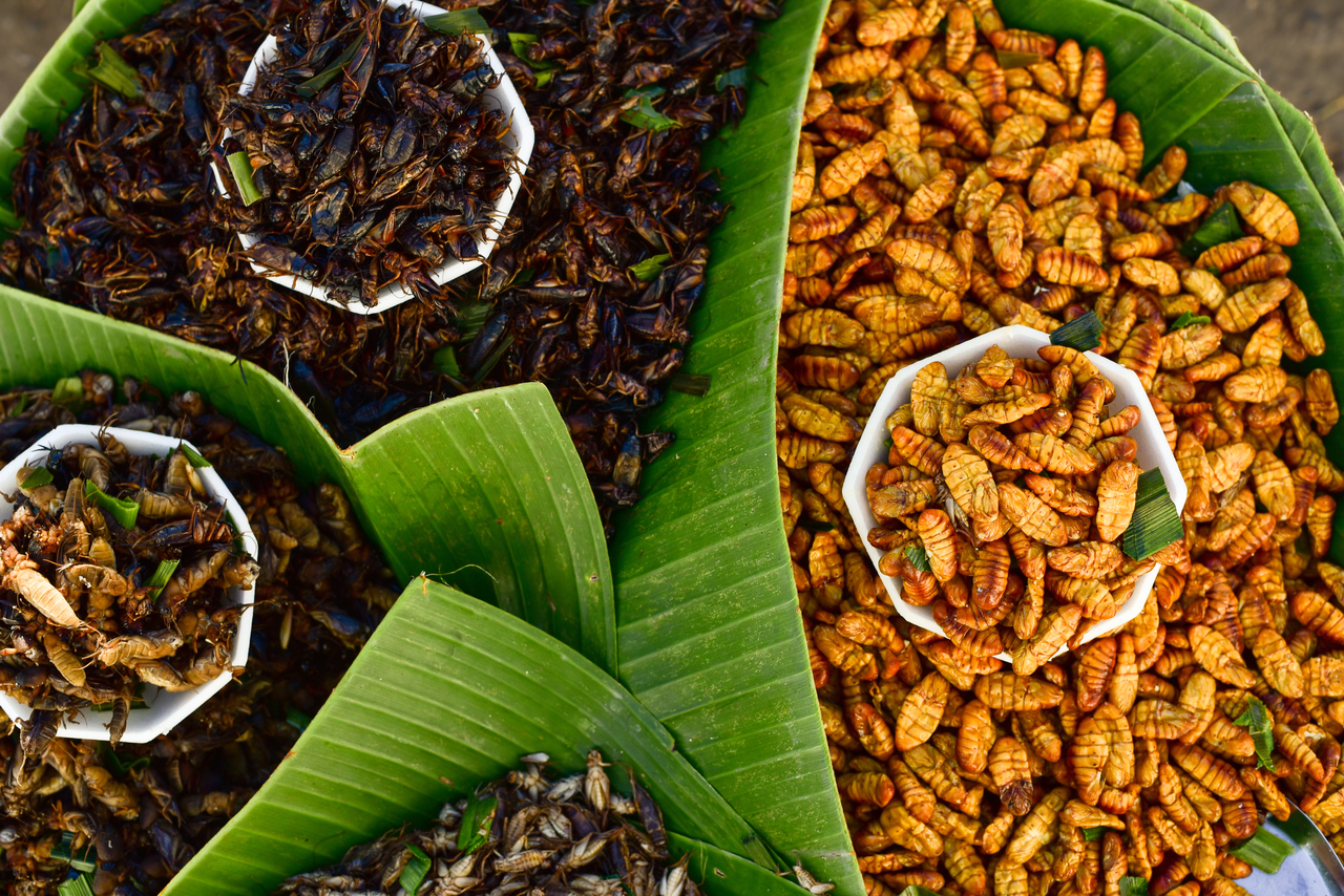 A selection of fried bugs ready to be mixed with chocolate chirps cricket protein powder.